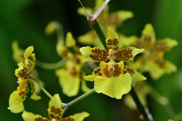 Aranyeső orchidea (oncidium) — Stock Fotó