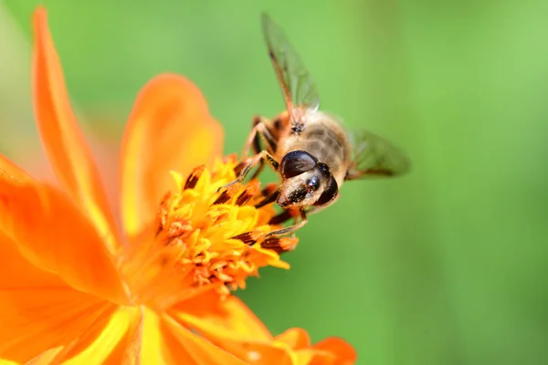 オレンジ色のコロピーに蜂 — ストック写真