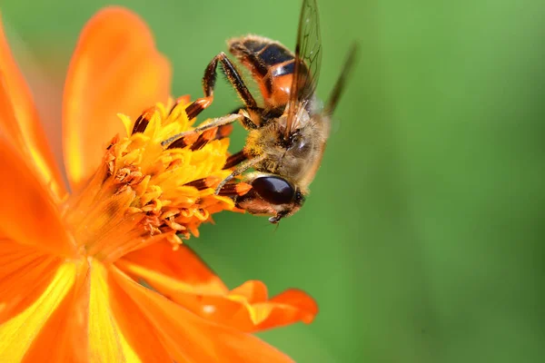 La abeja sobre la coronas anaranjadas —  Fotos de Stock