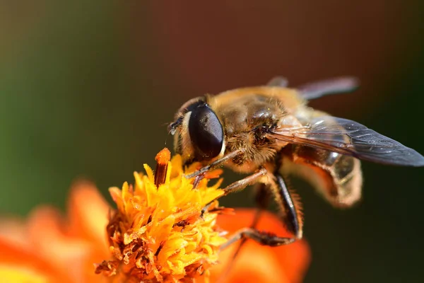 La abeja sobre la coronas anaranjadas —  Fotos de Stock