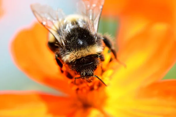 Ape su un coreopsis arancione — Foto Stock