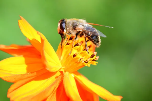 La abeja sobre la coronas anaranjadas —  Fotos de Stock