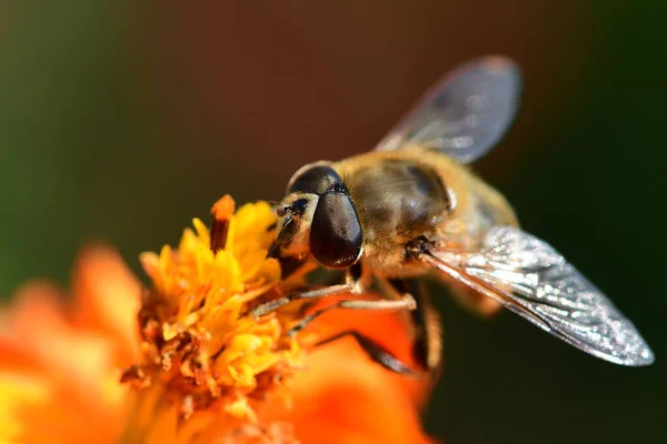 La abeja sobre la coronas anaranjadas —  Fotos de Stock