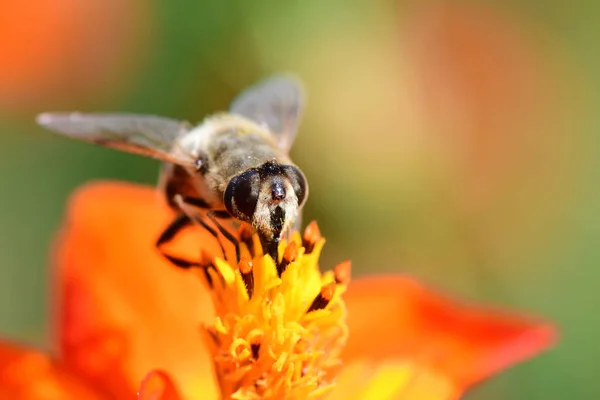 La abeja sobre la coronas anaranjadas —  Fotos de Stock