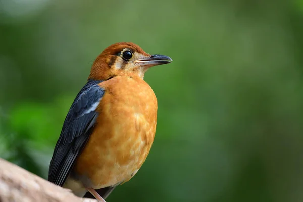 Rotkopfdrossel (zoothers citrina)) — Stockfoto