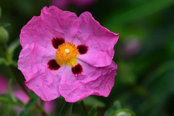 Орхидея (cistus albidus) ) — стоковое фото