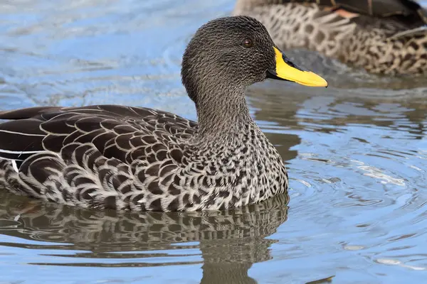 Gelbschnabelente (anas undulata)) — Stockfoto