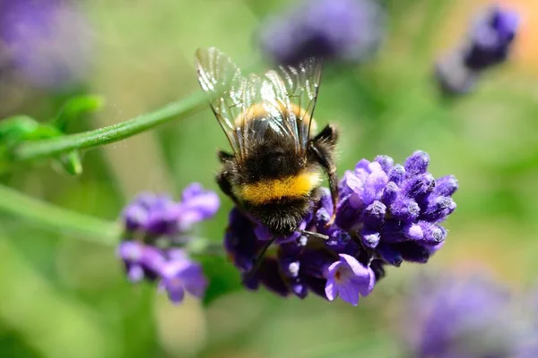 Bi på lavendel blommor — Stockfoto