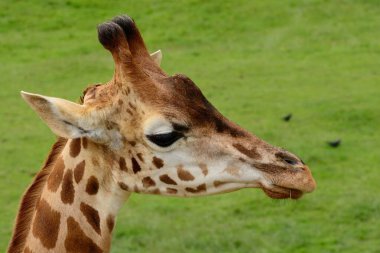 Rothschild'in zürafa (zürafa zürafa rothschildi)