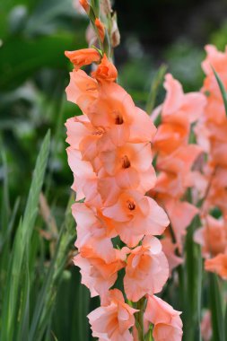 Pembe gladioli