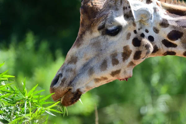 Кордофанский жираф (giraffa camelopardalis ) — стоковое фото