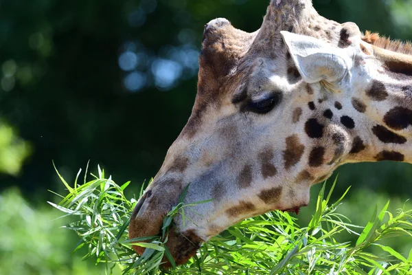 Кордофанский жираф (giraffa camelopardalis antiquprum ) — стоковое фото