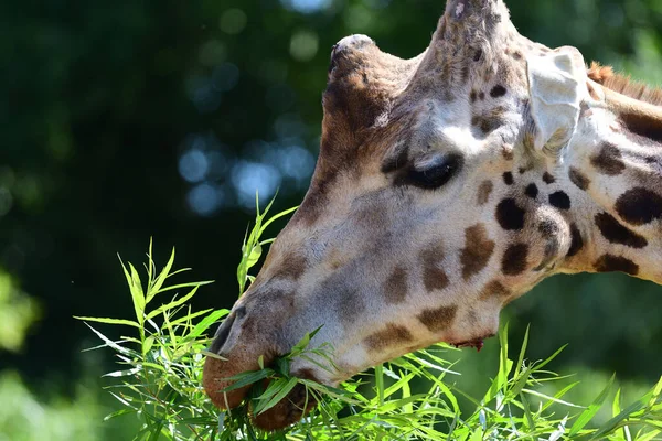 Cordofan giraffa (giraffa camelopardalis antiquprum ) — Foto Stock