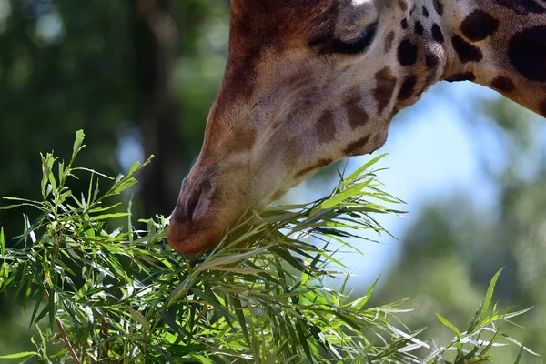 Кордофанский жираф (giraffa camelopardalis antiquprum ) — стоковое фото
