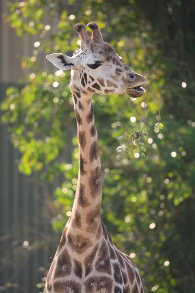 Giraffe — Stock Photo, Image