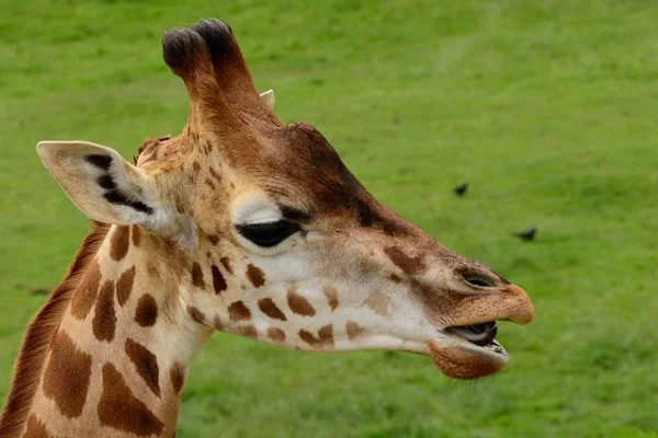 Jirafa de Rothschild (Giraffa camelopardalis rothschildi ) — Foto de Stock