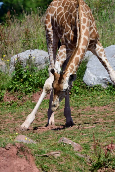 Жираф Ротшильдов (Giraffa camelopardalis rothschildi ) — стоковое фото