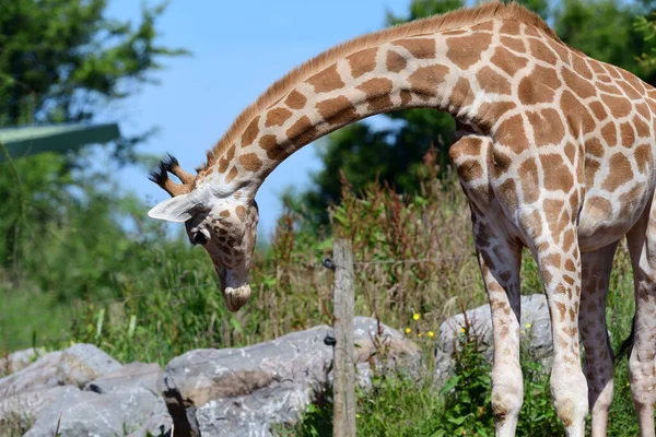 Rothschild zsiráf (Giraffa camelopardalis rothschildi) — Stock Fotó
