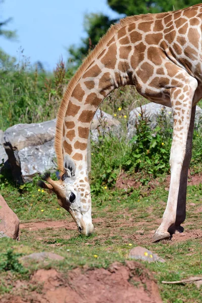 Жираф Ротшильдов (Giraffa camelopardalis rothschildi ) — стоковое фото