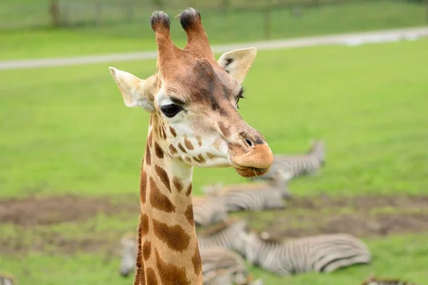 Ротшильд в giraffe (Жираф Giraffa rothschildi) — стокове фото