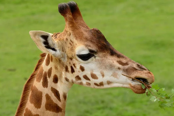 Ротшильд в giraffe (Жираф Giraffa rothschildi) — стокове фото