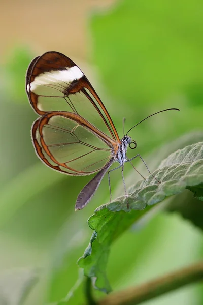 Glasswing fjäril (greta oto) — Stockfoto