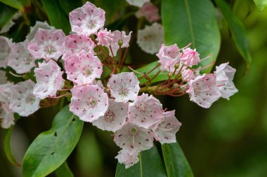 Dağ defne (Kalmia latifolia)