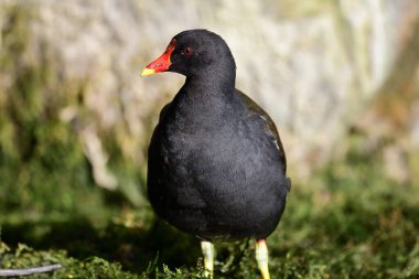 Yaygın moorhen (Gallinula kloropus)