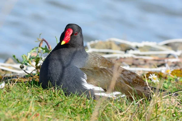 Eider común (Somateria mollissima ) — Foto de stock © tommeaker26@gmail