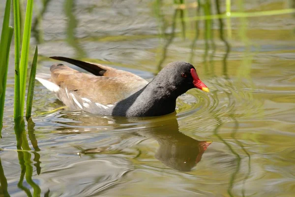 Moorhuhn — Stockfoto