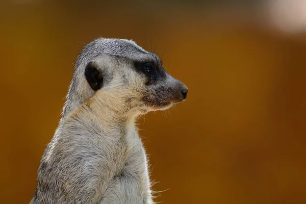 Szurikáta (suricata suricatta) — Stock Fotó