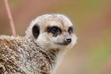 çöl faresi (suricata suricatta)