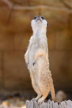 çöl faresi (suricata suricatta)