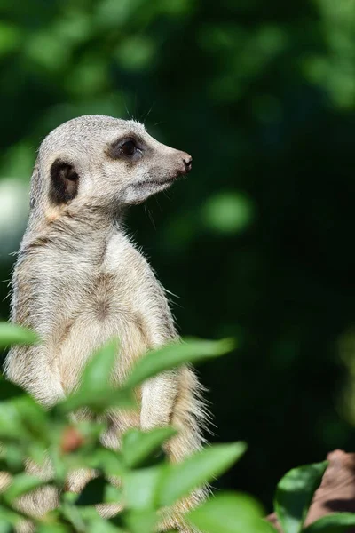 Meerkat (suricata suricatta)