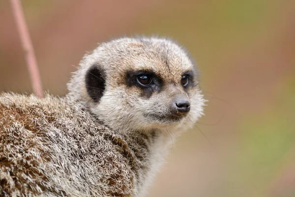 Meerkat (suricata suricatta) — 스톡 사진