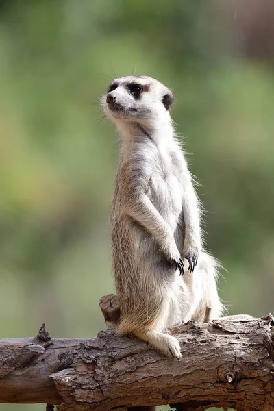 Meerkat (suricata suricatta) — Stock Photo, Image