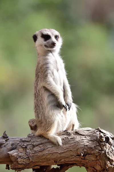 Meerkat (suricata suricatta) — Foto Stock