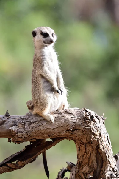 Meerkat (suricata suricatta) — Stock Photo, Image