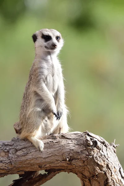 Meerkat (suricata suricatta) — Stock Photo, Image