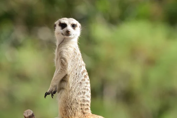 Meerkat (suricata suricatta) – stockfoto