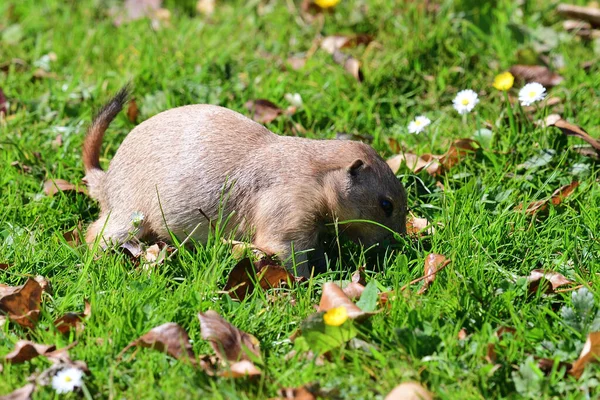 Marmota — Fotografia de Stock