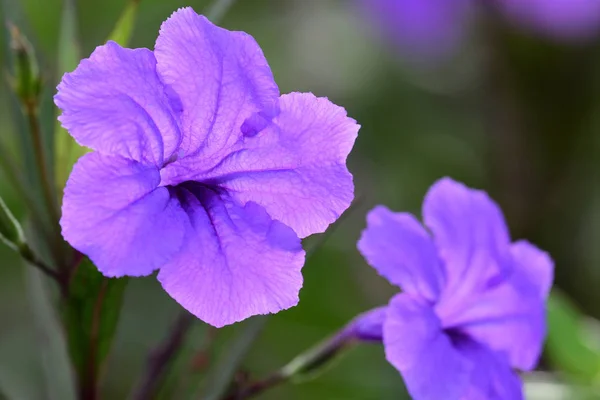 Petúnias mexicanas (ruellia simplex ) — Fotografia de Stock