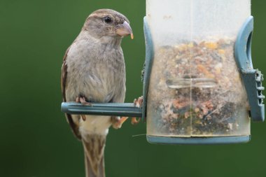 Kuş yemliğinde serçe