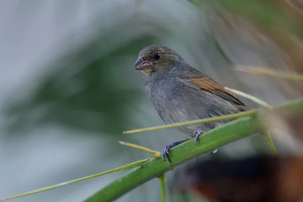 Μικρότερο Antillean bullfinch (Loxigilla noctis) — Φωτογραφία Αρχείου