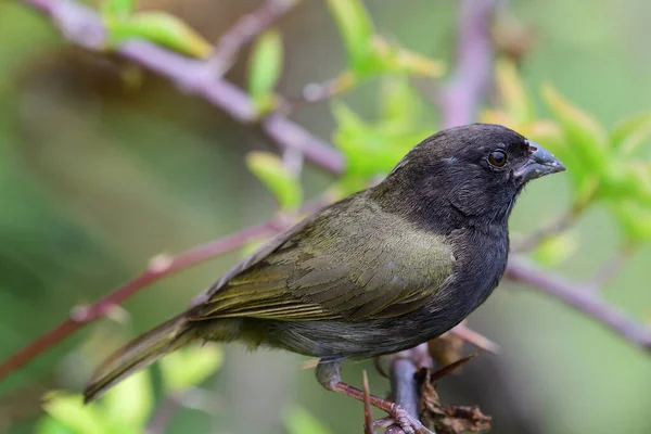 Gult axlat gräs (Loxipasser anoxanthus)) — Stockfoto