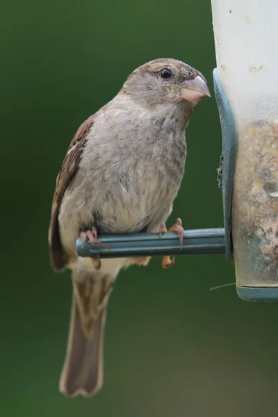 Sparrow on a bird feeder — Stock Photo, Image