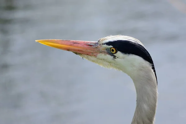 Reiherkopfschuss — Stockfoto