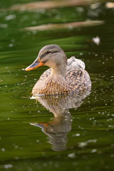 Pato de Mallard — Foto de Stock