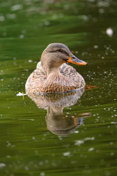 Pato-de-bico — Fotografia de Stock