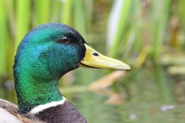 Mallard ördeği (anas platyrnchos)